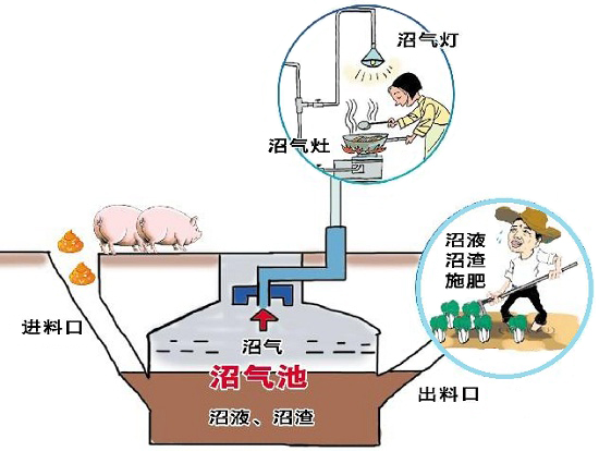 沼氣發酵 沼氣發酵菌