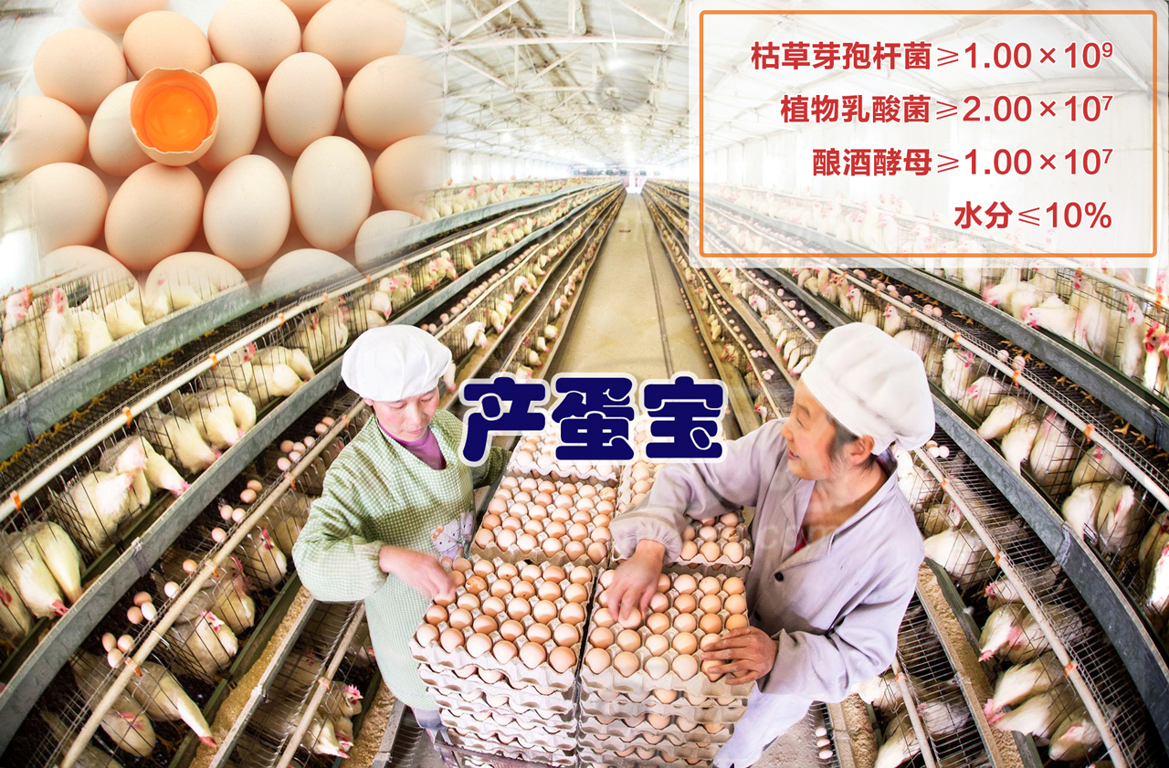 蛋雞專用菌 產蛋寶提高蛋雞產量