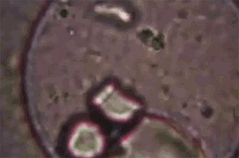 環保菌處理有機物